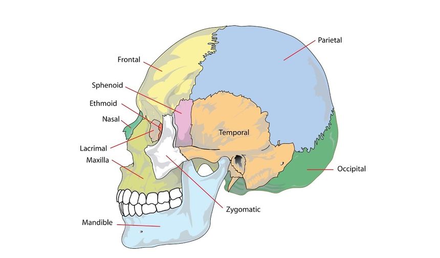 Parietal Kemik Nedir? Vücudumuzdaki Görevi Tam Olarak Nedir? Beynin Zırhı ve Görevleri Nelerdir?