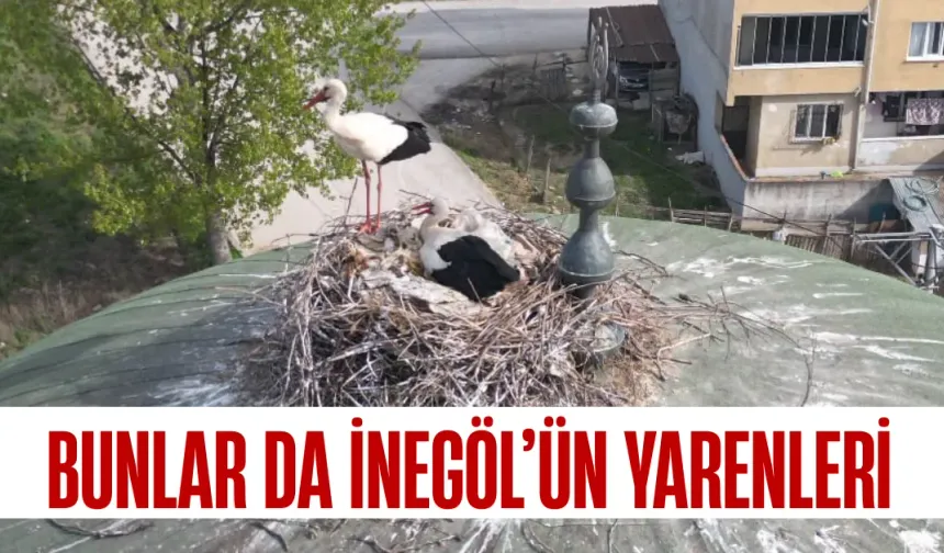 Bunlar da İnegöl'ün Yaren'leri... İnegöl'de 11 Yıldır Aynı Camide Yuva Kuran Leylekler Görüntülendi