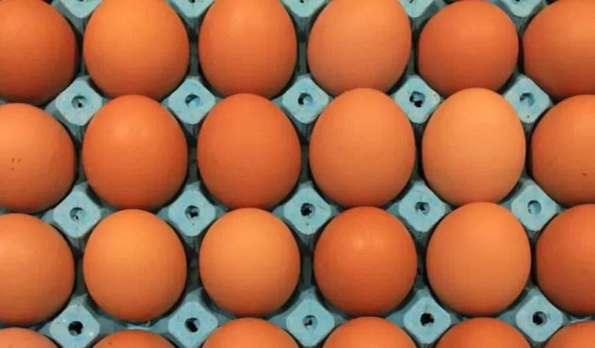 Günün Zeka Sorusu | Tavuk Yumurta Sorusu