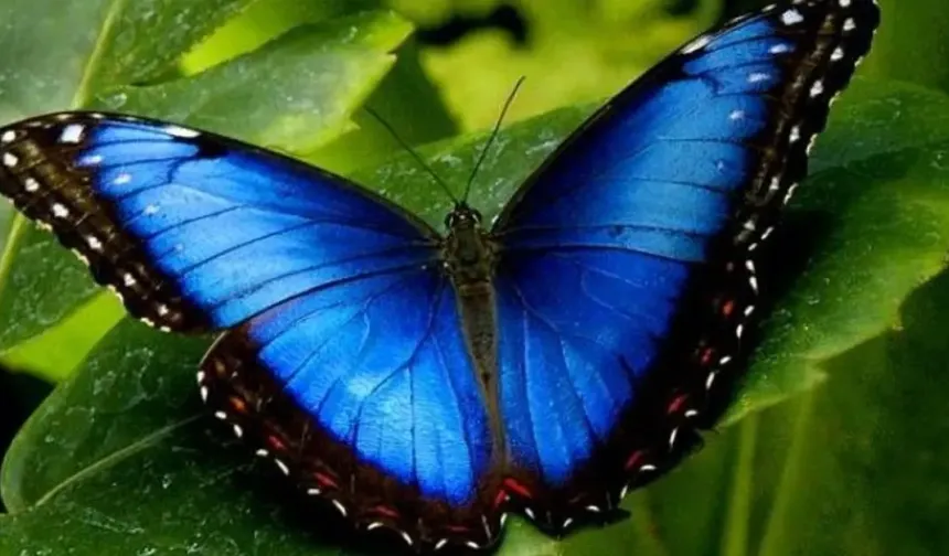 Günün Zeka Sorusu | Çiçeklerin Arasına Gizlenmiş Kelebek Var, Bakalım Görebilecek misiniz?