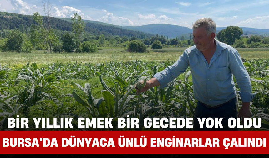 Bir Yıllık Emek Bir Gecede Yok Oldu! Bursa’da Dünyaca Ünlü Enginarlar Çalındı