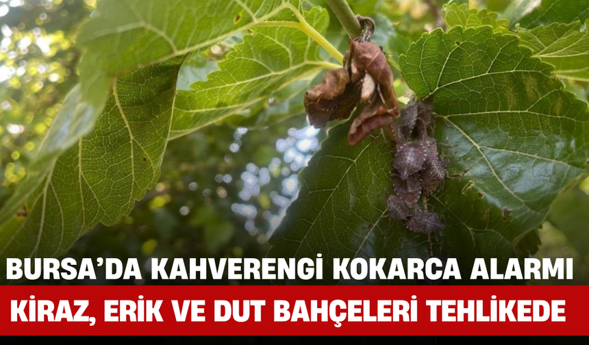 Bursa’da Kahverengi Kokarca Alarmı: Kiraz, Erik ve Dut Bahçeleri Tehlikede