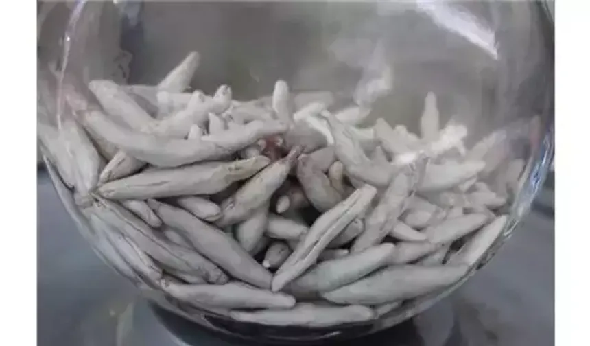 Kenger sakızı nedir? Bu doğal sakızın faydaları nelerdir ve neden bu kadar pahalı?