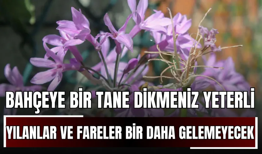 Bahçeye Bir Tane Dikmeniz Yeterli: Yılanlar ve Fareler Sonsuza Kadar Uzak Duracak!