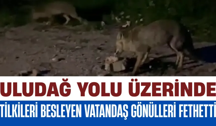 Uludağ Yolu Üzerinde Tilkileri Besleyen Vatandaş Gönülleri Fethetti