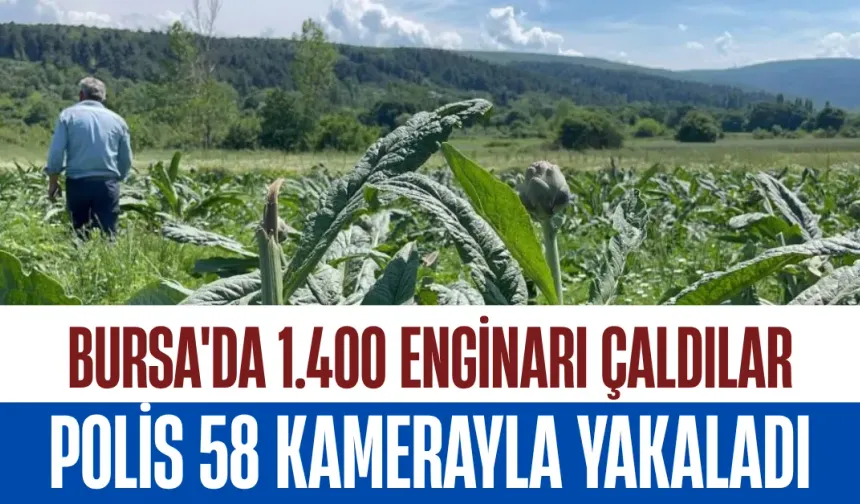 Bursa'da 1.400 Enginarı Çaldılar, Polis 58 Kamerayla Yakaladı