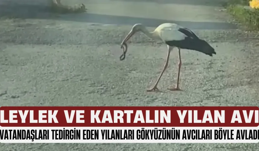 Bursa'da Vatandaşları Tedirgin Eden Yılanları Gökyüzünün Avcıları Böyle Avladı