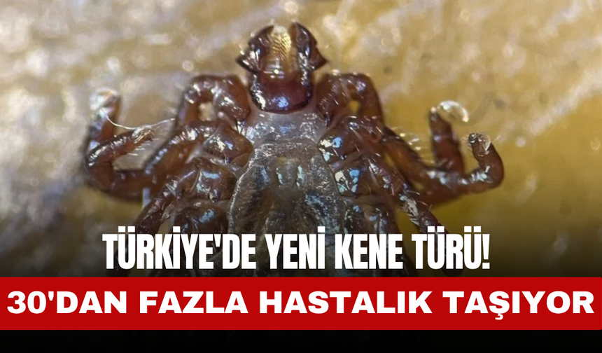 Türkiye'de yeni kene türü! 30'dan fazla hastalık taşıyor