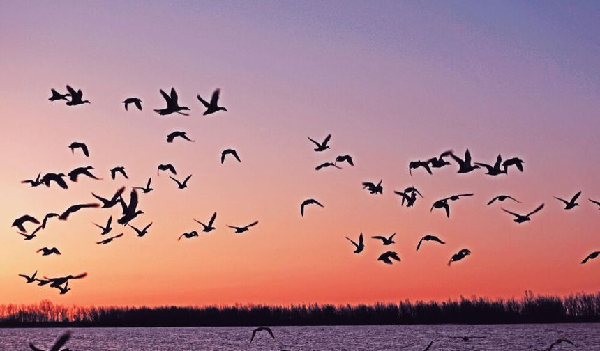 Göç Eden Kuşların Sırları; Göçmen Kuşlar Neden ve Nasıl Geri Dönüyorlar?