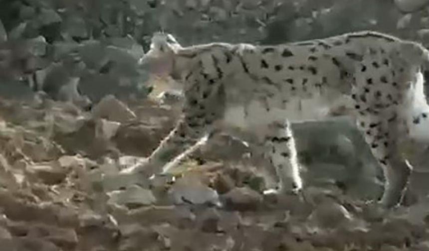 Hakkari’de nesli tükenme tehlikesindeki vaşak görüntülendi
