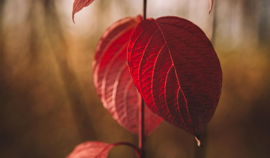 Müsait Ortam Olmadığı İçin Abdest Alamayan Kadın Teyemmüm Edebilir mi?
