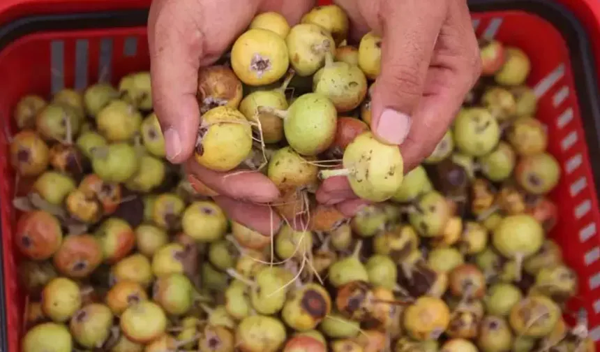 Ahlat Meyvesi Nedir? Dağ Armudunun Bilinmeyen Faydaları Şaşırtıyor