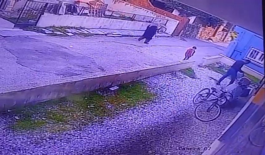 “Paşa” İsimli Köpeği Katleden Şahsa İşlem Başlatıldı