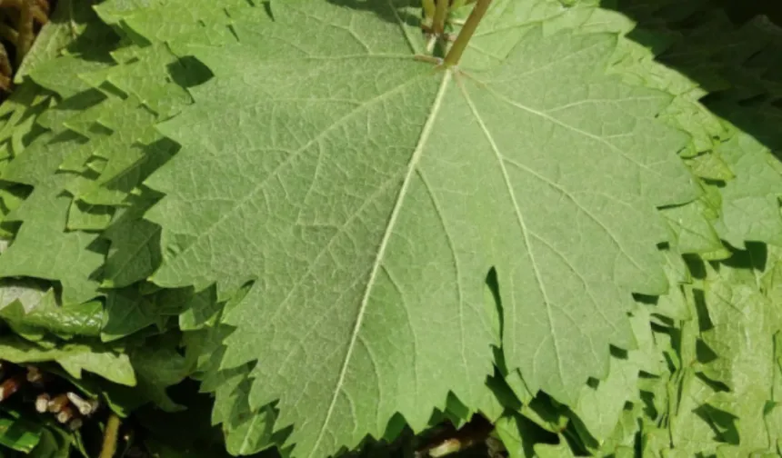 Erbaa Yaprağı: Asmanın En Kıymetli Hali