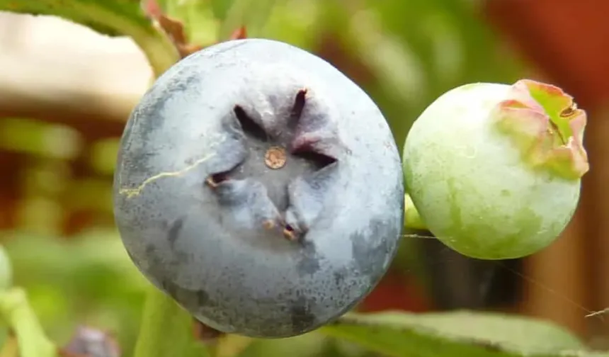 Hambeles (Murt) Nedir? Hambeles Ne İşe Yarar, Faydaları Nelerdir?
