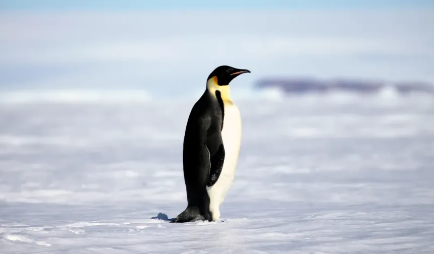 "Nihilist Penguen" Sosyal Medyada Küresel Fenomen Haline Geldi! Tek Başına Yürüyen Penguen Olayı Nedir?