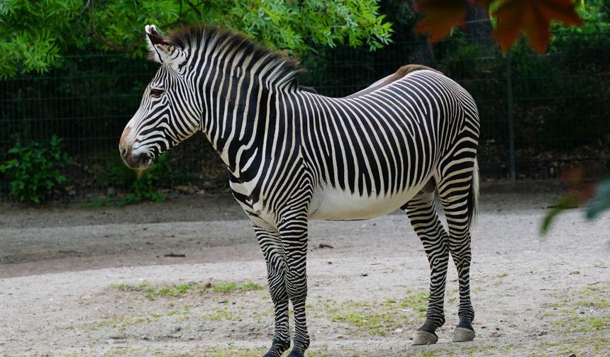 31 Ocak Ne Günü? 31 Ocak Dünyada ve Türkiye’de Ne Günü? 31 Ocak Ne Burcu?