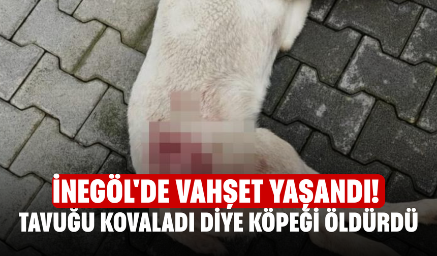 İnegöl'de vahşet yaşandı! Tavuğu kovaladı diye köpeği öldürdü