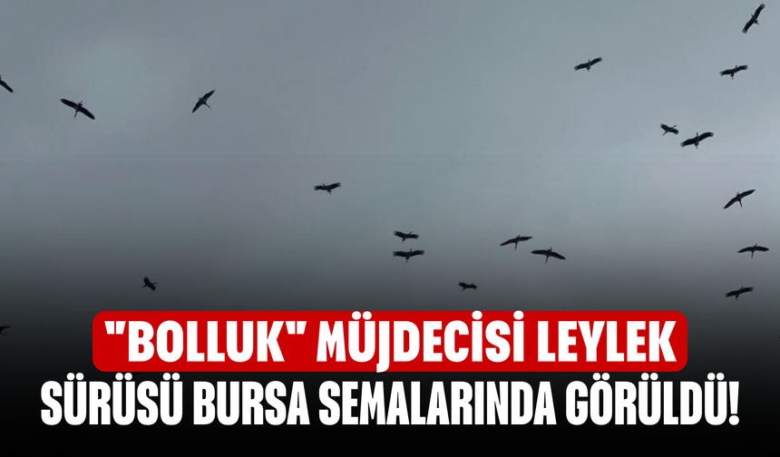 "Bolluk" müjdecisi leylek sürüsü Bursa semalarında görüldü!