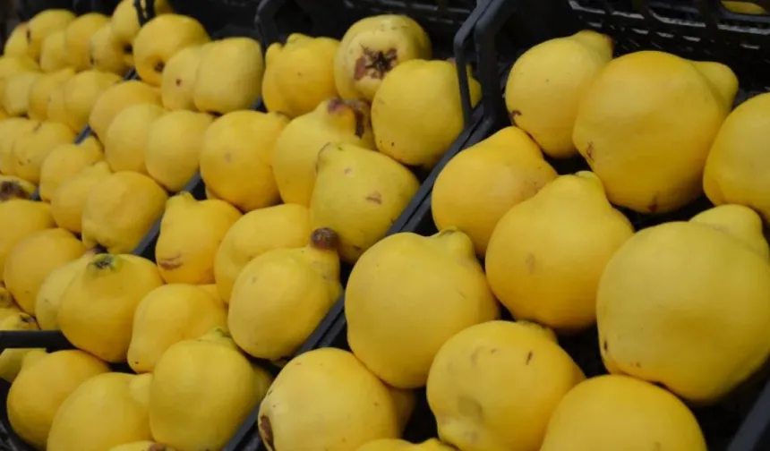 Bursa'da Ayva Fiyatları Rekora Koşuyor: Kilosu 300 Liraya Dayandı