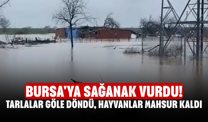 Bursa'ya sağanak vurdu! Tarlalar göle döndü, hayvanlar mahsur kaldı