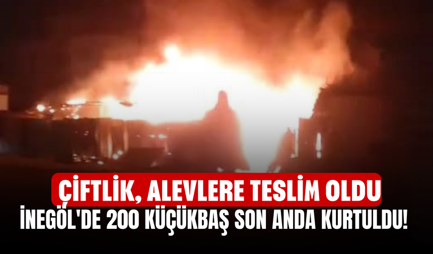 İnegöl'de 200 küçükbaş son anda kurtuldu! Çiftlik, alevlere teslim oldu