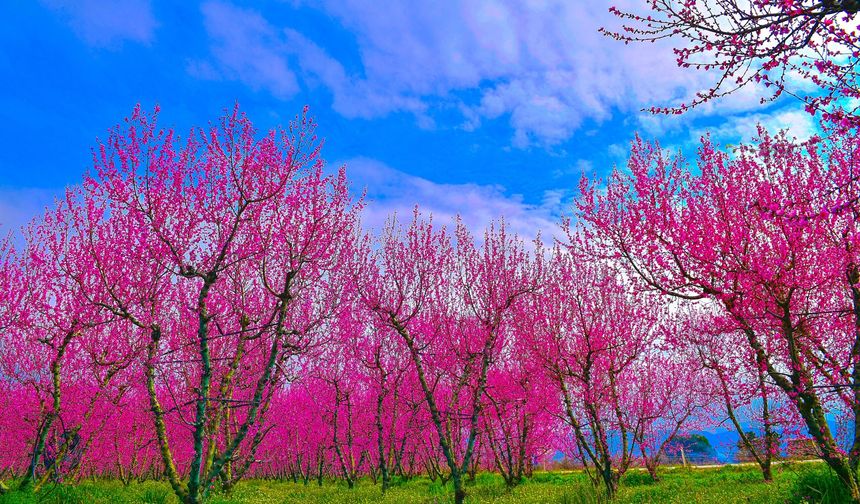 İznik’te Bahar Kartpostallık Görüntü Oluşturdu