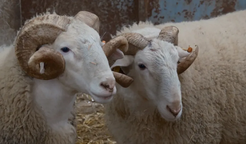 Rekor kıran merinos koçları 25 Mart’ta satışta