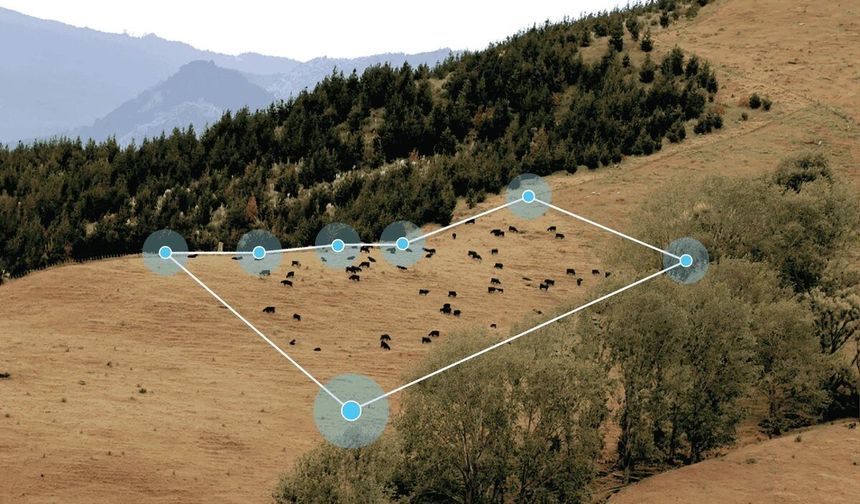 Yapay Zeka Hayvancılığa Girdi! İnekleri Artık Akıllı Tasmalar Yönetiyor