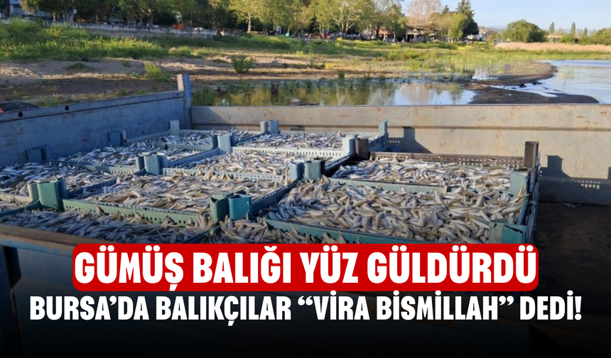 Bursa’da Balıkçılar “Vira Bismillah” Dedi! Gümüş Balığı Yüz Güldürdü