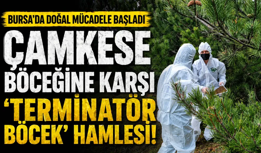 Bursa’da çamkese böceğine karşı “terminatör böcek” seferberliği