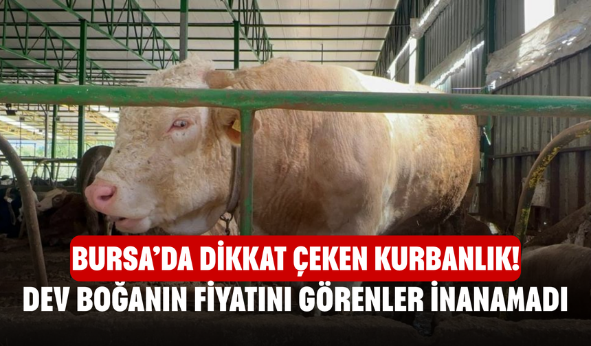Bursa’da Dikkat Çeken Kurbanlık! Dev Boğanın Fiyatını Görenler İnanamadı