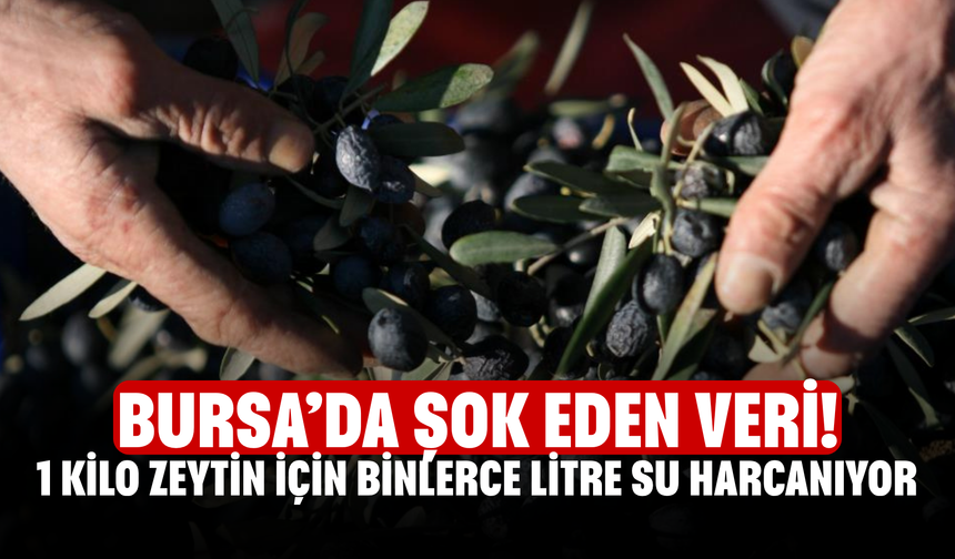 Bursa’da şok eden veri! 1 Kilo Zeytin İçin Binlerce Litre Su Harcanıyor