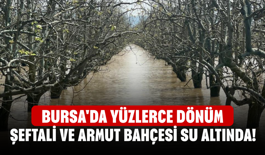 Bursa'da yüzlerce dönüm şeftali ve armut bahçesi su altında!