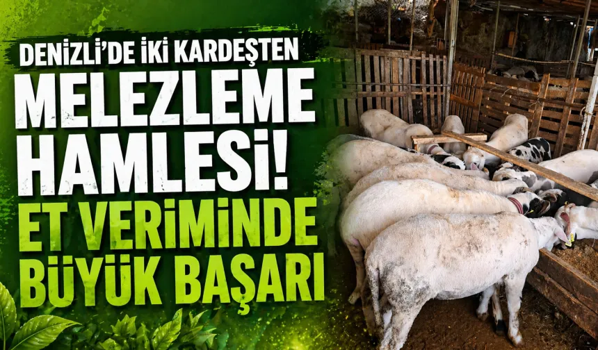 Denizli’de iki kardeşten melezleme hamlesi: Küçükbaşta et verimi arttı