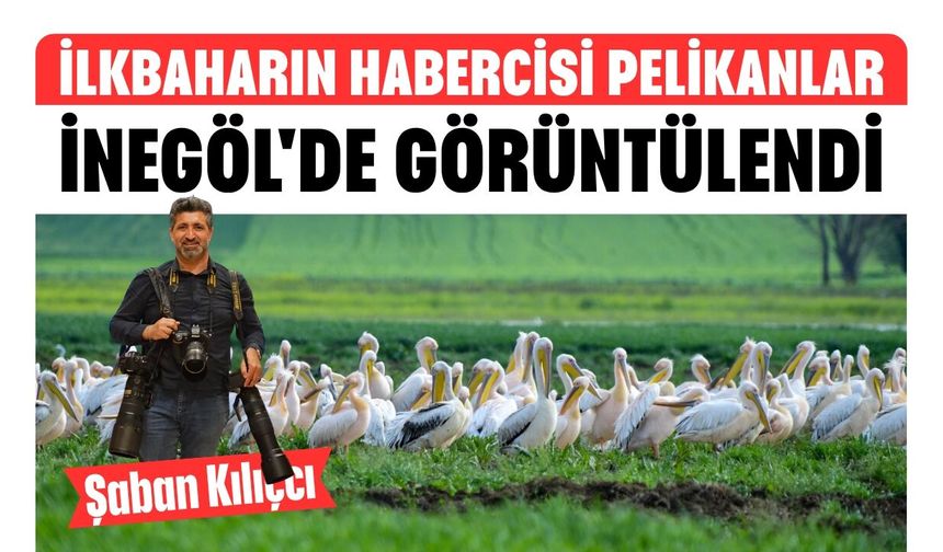 İlkbaharın Habercisi Pelikanlar İnegöl'de Görüntülendi