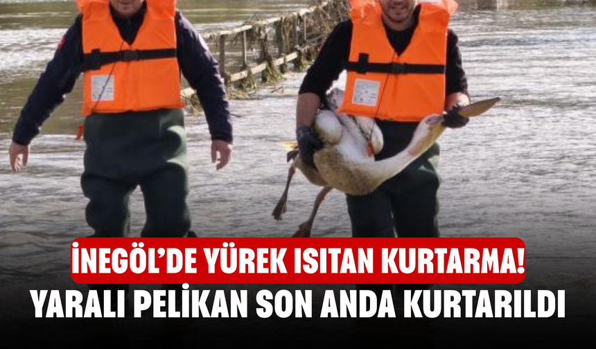 İnegöl’de Yürek Isıtan Kurtarma! Yaralı Pelikan Son Anda Kurtarıldı