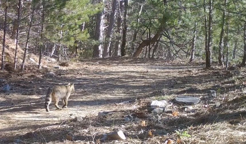 Bursa'da Nadir Yaban Kedisi Fotokapana Yakalandı