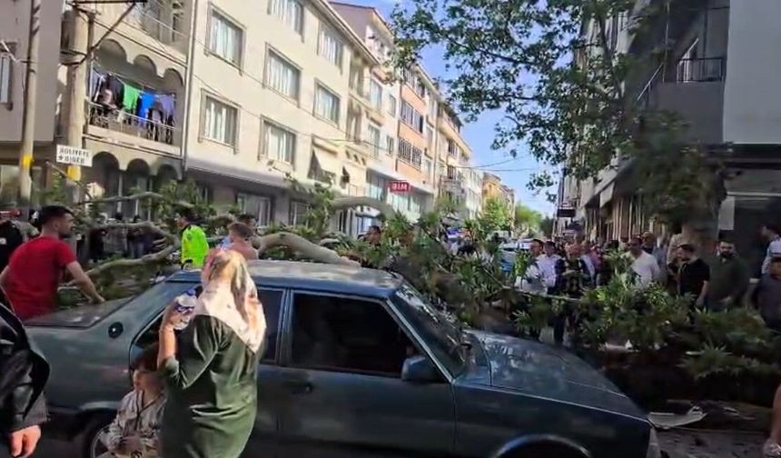 Bursa'da Devrilen Ağaç Araçların Üzerine Düştü: 1 Yaralı