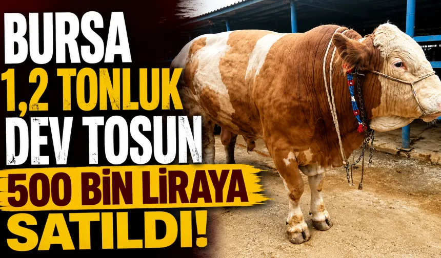 Bursa Kurban Pazarında 1,2 Tonluk Dev Tosun 500 Bin Liraya Satıldı