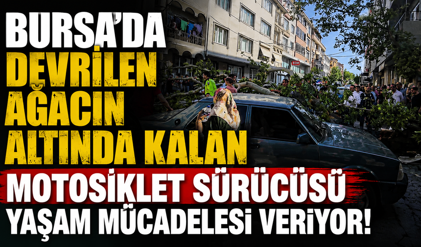 Bursa'da devrilen Ağacın Altında Kalan Motosiklet Sürücüsü Yaşam Mücadelesi Veriyor!