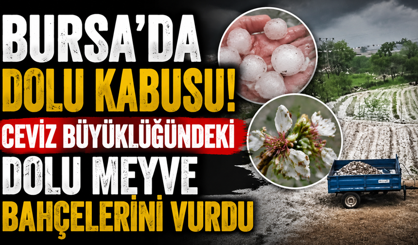 Bursa'da Dolu Kabusu! Ceviz Büyüklüğündeki Dolu Meyve Bahçelerini Vurdu