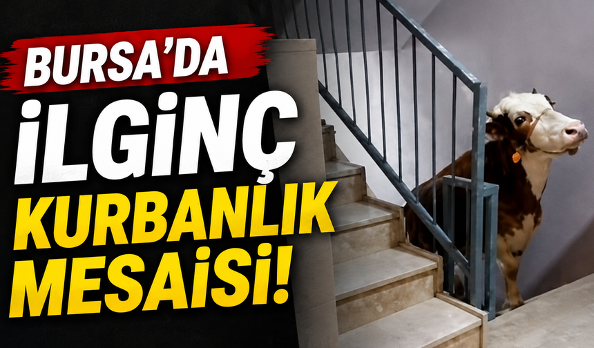 Bursa’da İlginç Kurbanlık Mesaisi!