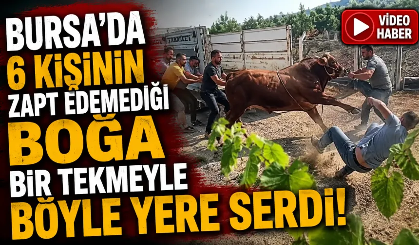 Bursa’da Kurbanlık Boğa Sahiplerine Zor Anlar Yaşattı