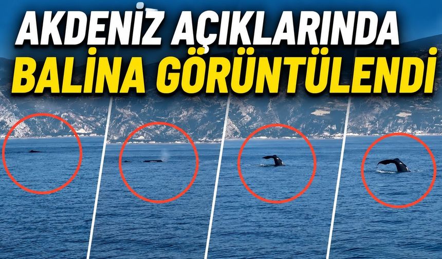 Akdeniz Açıklarında Balina Görüntülendi