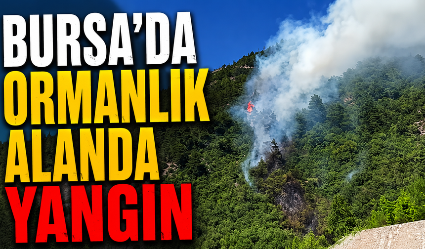 Bursa'da ormanlık alanda yangın