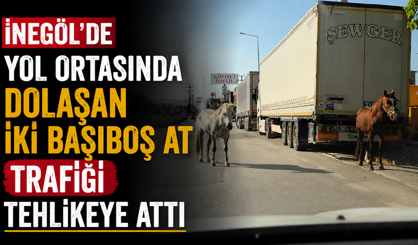 İnegöl’de Yol Ortasında Dolaşan İki Başıboş At Trafiği Tehlikeye Attı