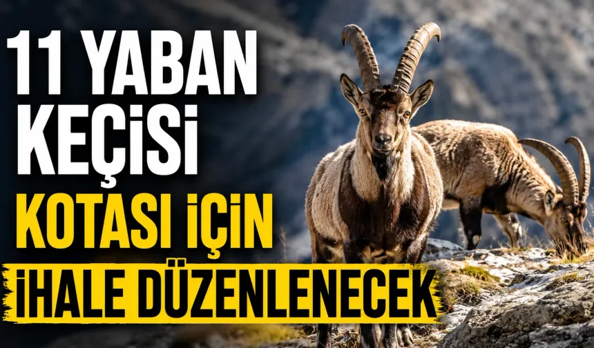 11 yaban keçisi kotası için ihale düzenlenecek