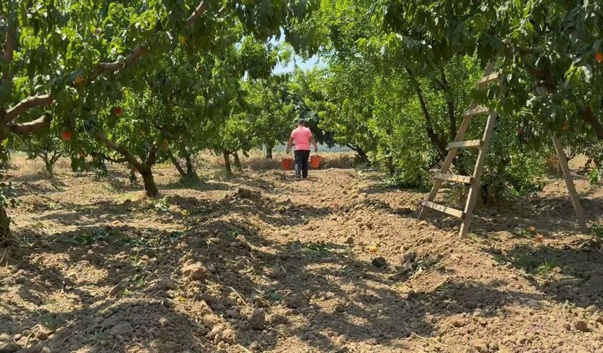 Ağaçtaki veya Tarladaki Ürün Satıldığında Hasada Kadar Bekletilebilir mi? Diyanet'in Cevabı