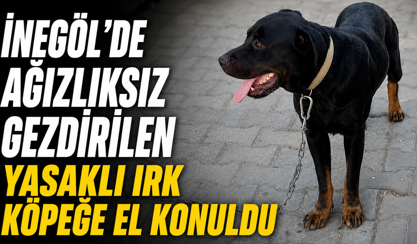 İnegöl’de Ağızlıksız Gezdirilen Yasaklı Irk Köpeğe El Konuldu